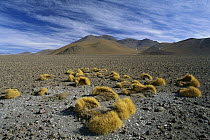 Arid landscape of the Altiplano, Bolivia