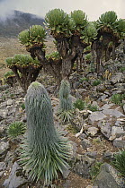 Lobelia (Lobelia telekii) and Giant Groundsel (Dendrosenecio keniodendron) which is endemic to Mount Kenya, Kenya