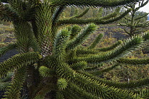 Monkey Puzzle Tree (Araucaria araucana) branch detail, Conguillio National Park, Chile