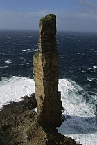 Old Man of Hoy, a sandstone pillar popular with rockclimbers, Hoy, Orkney Islands, Scotland