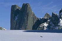 Mount Asgard with skiiers hauling sleds in foreground on Turner Glacier, Auyuittuq National Park, Baffin Island, Canada