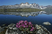 Dwarf Fireweed (Epilobium latifolium) with mountains in the background, Ammassalik, Greenland