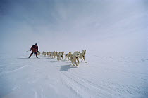 Siberian Husky (Canis familiaris) group running in sled team with Tore Stenseng skiing alongside, Greenland
