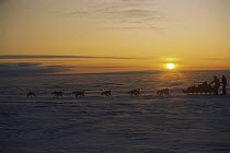 Siberian Husky (Canis familiaris) group running in sled team in polar midnight light, Greenland