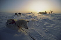 Siberian Husky (Canis familiaris) resting in polar midnight light, Greenland
