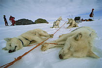 Siberian Husky (Canis familiaris) group resting in polar midnight light, Greenland