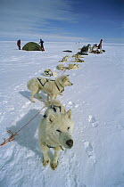 Siberian Husky (Canis familiaris) group resting after mushing, Greenland