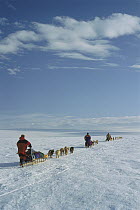 Siberian Husky (Canis familiaris) groups pulling sleds westward over icedome, Greenland
