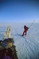 Siberian Husky (Canis familiaris) group running in sled team with Sjur Mordre skiing alongside, Greenland