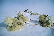 Siberian Husky (Canis familiaris) group resting in harnesses, Greenland