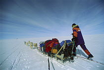 Siberian Husky (Canis familiaris) running in sled team with Mike McDowell skiing alongside, Greenland