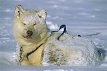 Siberian Husky (Canis familiaris) waking up covered with snow, Greenland