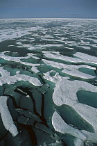 Solid pack ice and surface melt water, Arctic Ocean