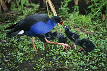 Pukeko (Porphyrio porphyrio melanotus) mother with chicks, Otorohanga, New Zealand