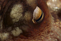 Maori Octopus (Octopus maorum) eye, Tutukaka Coast, New Zealand