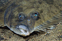 New Zealand Flounder (Rhombosolea plebeia) portrait, Northland, New Zealand