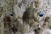 Crocodile Flathead (Cociella crocodila) fish eyes, Russell Islands, Solomon Islands