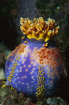 Sea Apple (Pseudocolochirus sp) sea cucumber attached to coral, Komodo Island, Indonesia