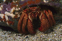 Hermit Crab (Paguroidea) on sea floor, Northland, New Zealand