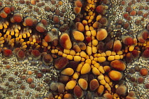 Starfish mouth, Kimbe Bay, Papua New Guinea