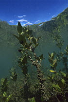 Mangrove (Rhizophoraceae) roots sprouting, Matapouri Estuary, Northland, New Zealand