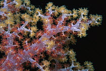 Soft Coral branches, Russell Islands, Solomon Islands