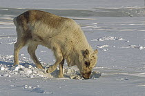 Caribou (Rangifer tarandus) digging away snow to feed on dry grasses, Svalbard, Norway