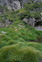 Antarctic Hairgrass (Deschampsia antarctica), Livingston Island, South Shetland Islands, off tip of Antarctic Peninsula, Antarctica