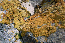 Lichens and moss on rock, South Shetland Islands, Antarctic Peninsula, Antarctica