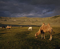Bactrian Camel (Camelus bactrianus) group, owned by Kazak nomads, grazing, Mongolia