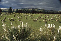 Domestic Sheep (Ovis aries) grazing with Silver Pampas Grass (Cortaderia selloana) in the foreground, South Island, New Zealand