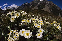 Great Mountain Buttercup (Ranunculus lyallii) with Mount Cook in the background, Hooker Valley, Mount Cook National Park, South Island, New Zealand
