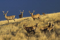 Red Deer (Cervus elaphus) herd on hillside, South Island, New Zealand