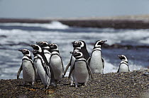 Magellanic Penguin (Spheniscus magellanicus) group walking on beach, Peninsula Valdez, Argentina