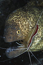 Yellow-edged Moray (Gymnothorax flavimarginatus) being cleaned by Scarlet Cleaner Shrimp (Lysmata amboinensis), Sulu Sea, Borneo, Malaysia