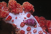 Cowry (Pseudosimnia punctata) living on soft coral, Sulu Sea, Borneo, Malaysia