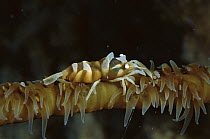 Whip Coral Partner Shrimp (Dasycaris zanzibarica), Sulu Sea, Borneo, Malaysia