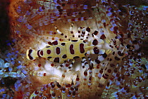 Coleman's Shrimp (Periclimenes colemani) living among the venomous spines of a sea urchin, Sulu Sea, Borneo, Malaysia