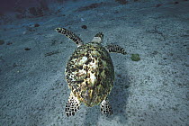 Hawksbill Sea Turtle (Eretmochelys imbricata) swimming underwater, Sipadan Island, Borneo, Malaysia