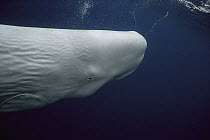 Sperm Whale (Physeter macrocephalus) white morph portrait, Azores Islands, Portugal