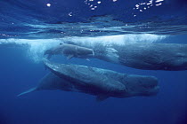 Sperm Whale (Physeter macrocephalus) pod underwater, Azores Islands, Portugal