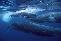 Sperm Whale (Physeter macrocephalus) pod with calf at the surface, Azores Islands, Portugal