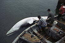 Common Minke Whale (Balaenoptera acutorostrata) dead at side of boat, Newfoundland, Canada