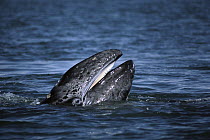 Gray Whale (Eschrichtius robustus) at ocean's surface with mouth open showing baleen, San Ignacio Lagoon, Baja California, Mexico