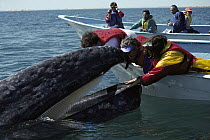 Gray Whale (Eschrichtius robustus) pet by tourists in boat, San Ignacio Lagoon, Baja California, Mexico