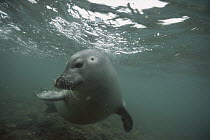 Common Seal (Phoca vitulina) swimming in shallow water, Spitsbergen, Svalbard, Norway