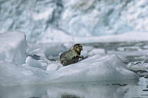 Harbor Seal (Phoca vitulina) resting on ice floe, southeast Alaska