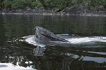 Humpback Whale (Megaptera novaeangliae) at surface bubble net feeding, southeast Alaska