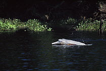 Amazon River Dolphin (Inia geoffrensis) surfacing, Pacaya-Samiria National Reservation, Peru