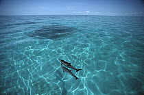 Atlantic Spotted Dolphin (Stenella frontalis) pair swimming in clear water, Little Bahama Bank, Bahamas, Caribbean